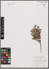Foto von Salix aurita L. x Salix repens L.